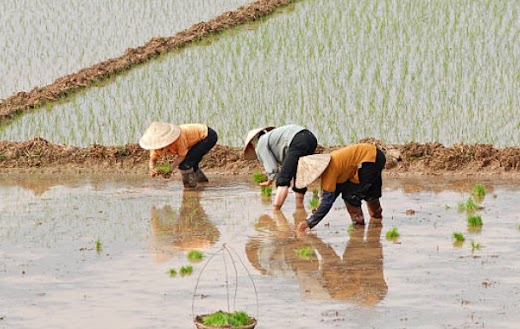 Traditional Vietnamese agricultural setting